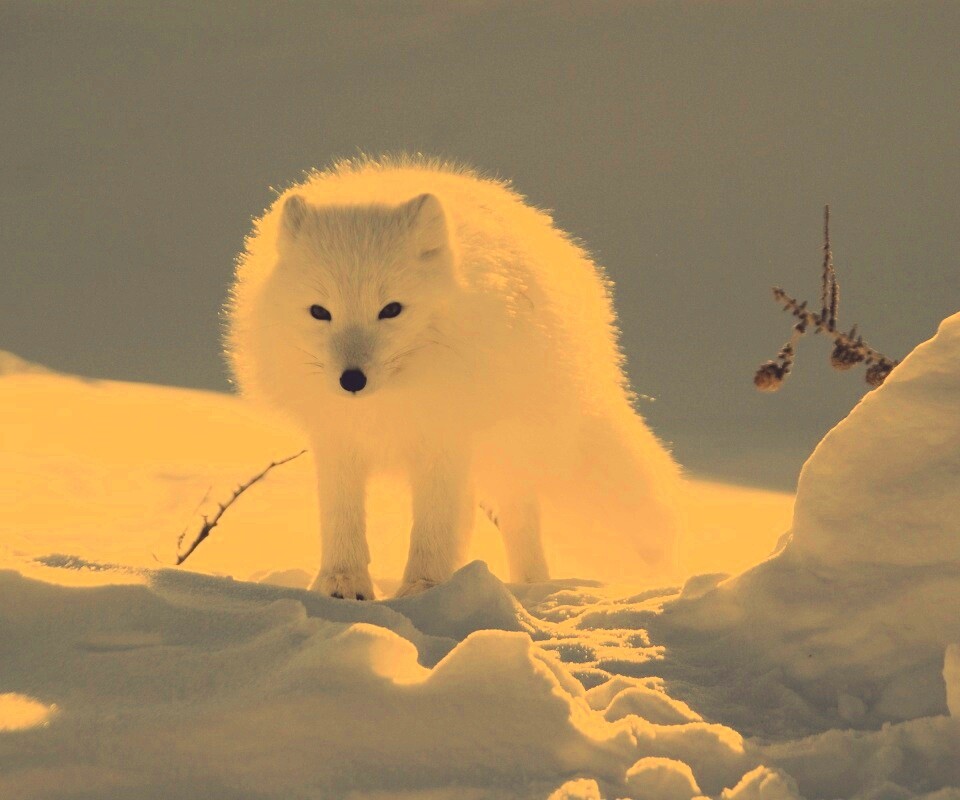 Белый песец обои