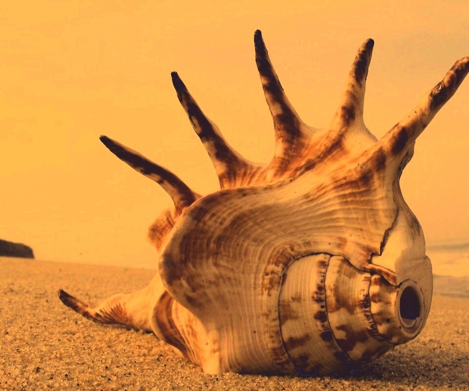 Раковина с гребнем обои