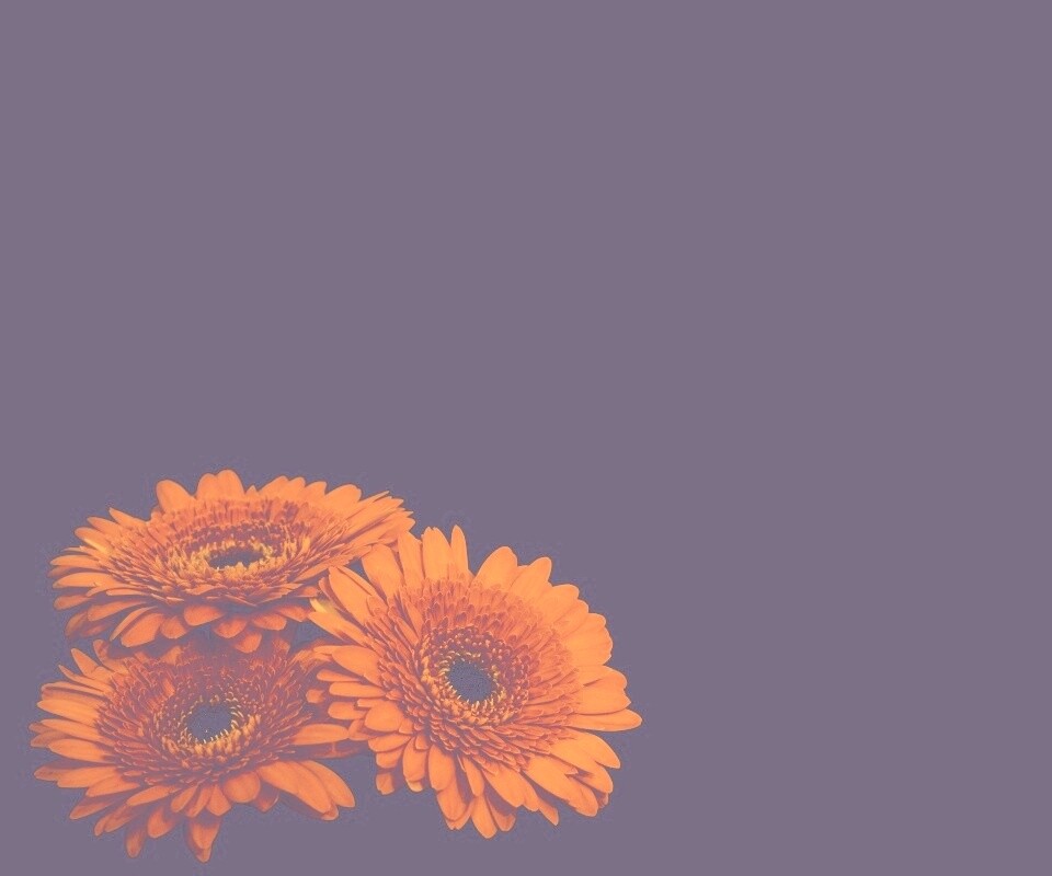 Красные герберы обои