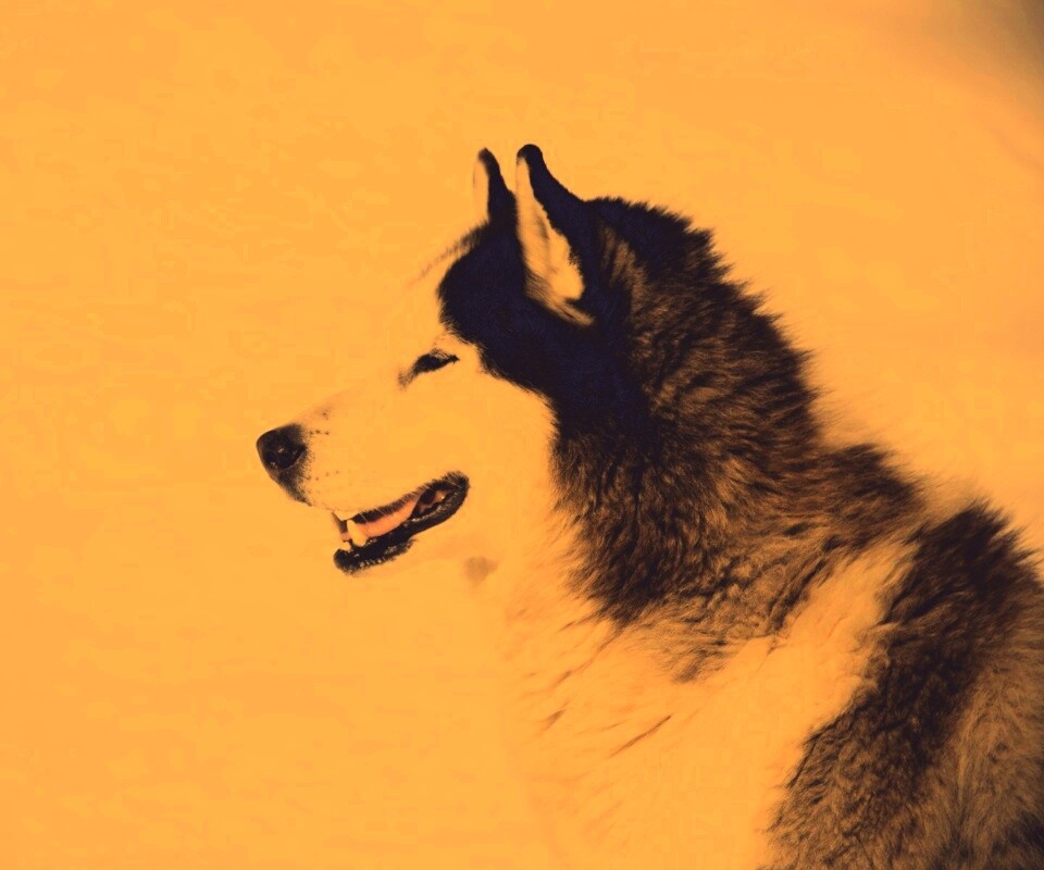 Хаска улыбается обои