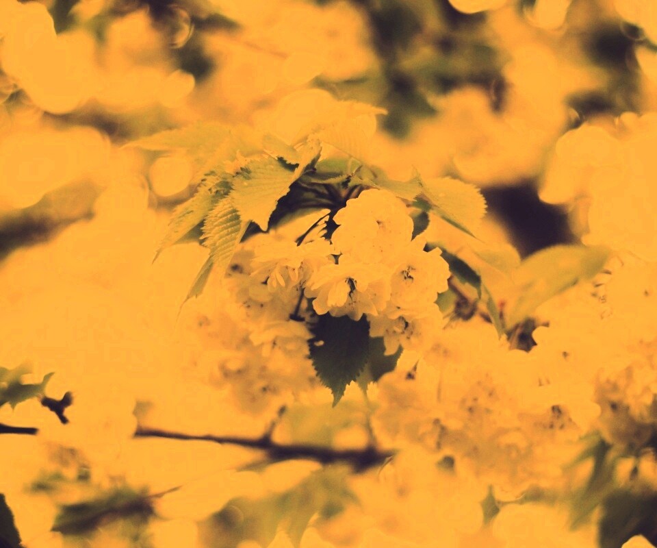 Цветущее дерево обои