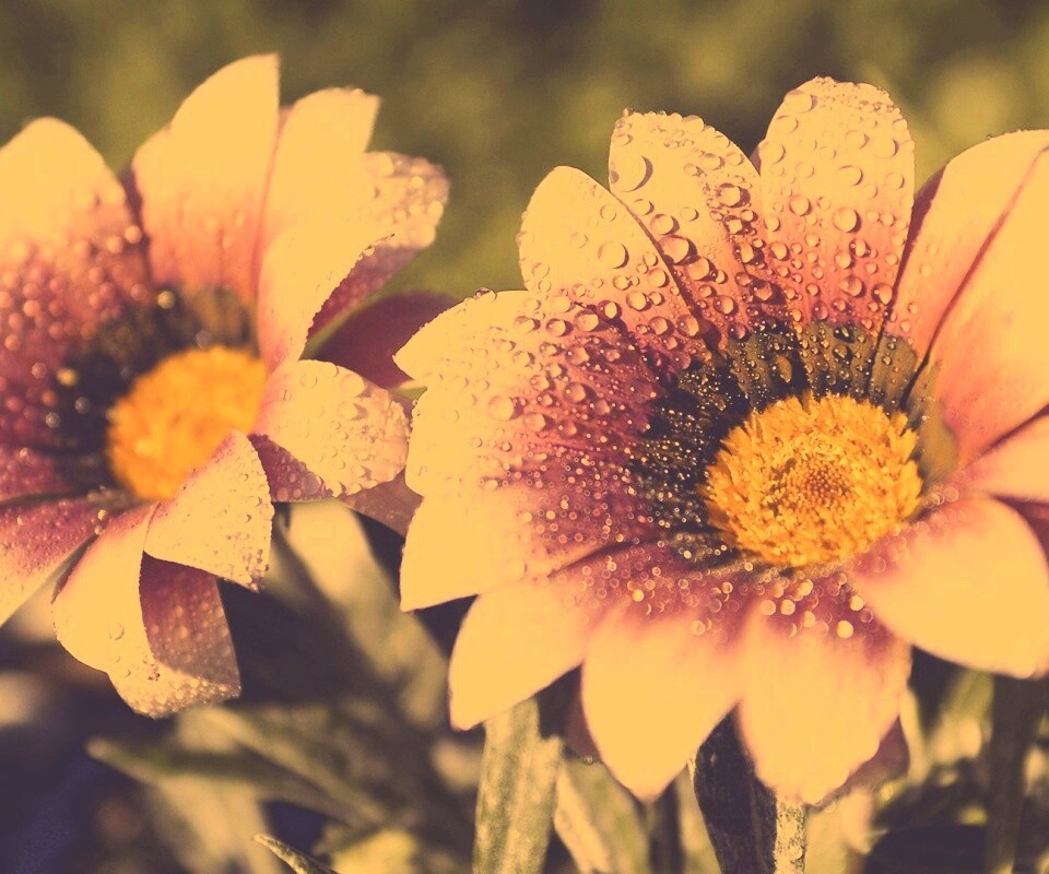 Два цветка обои