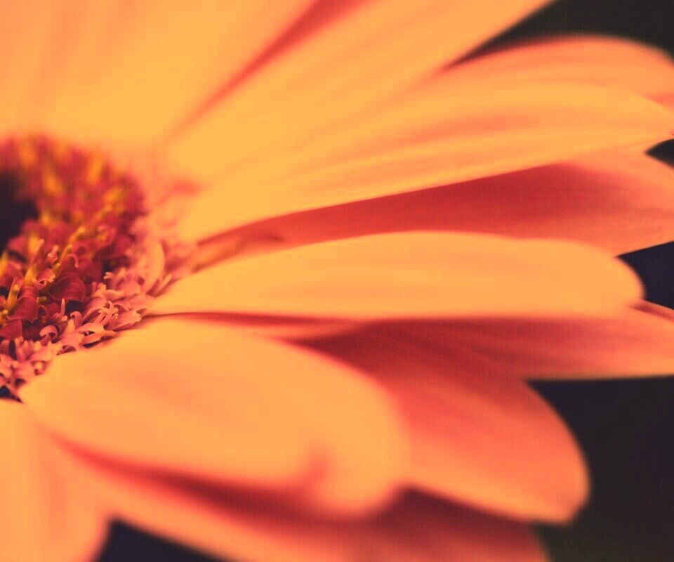 Гербер обои