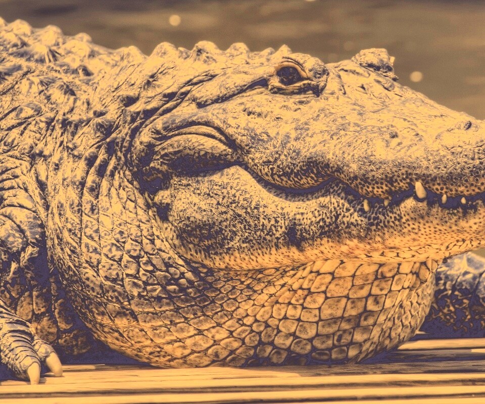 Синий крокодил обои