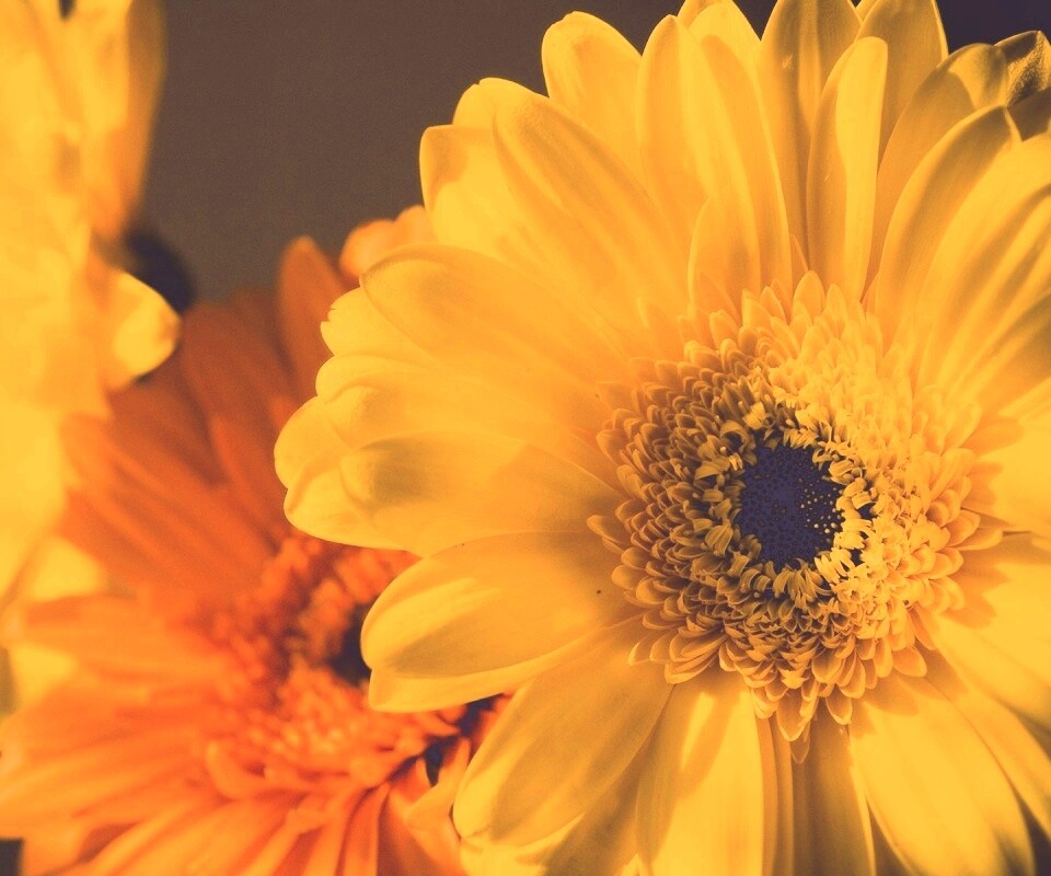 Желтый гербер обои