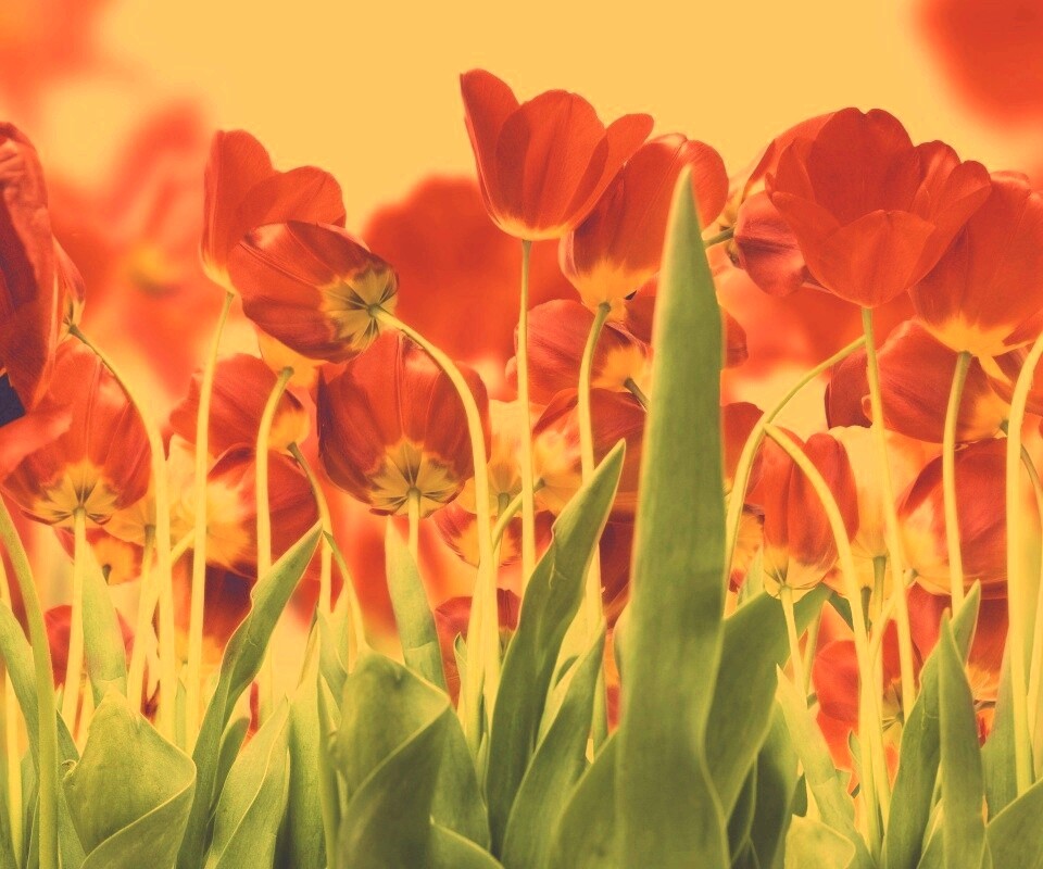 Цветущие маки обои