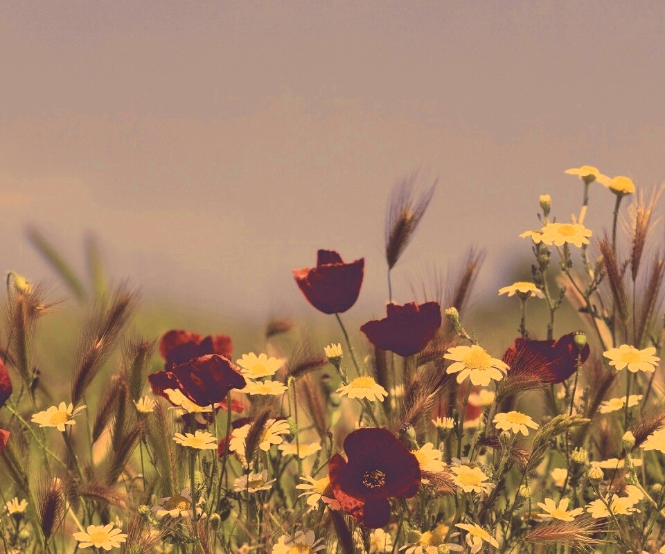 Цветы в поле обои