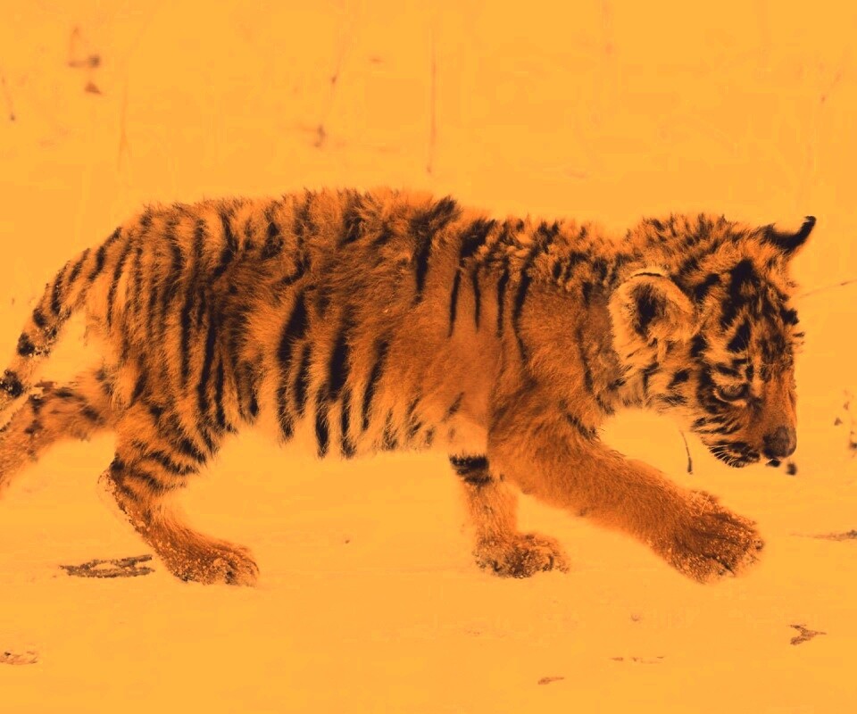 Тигренок на снегу обои