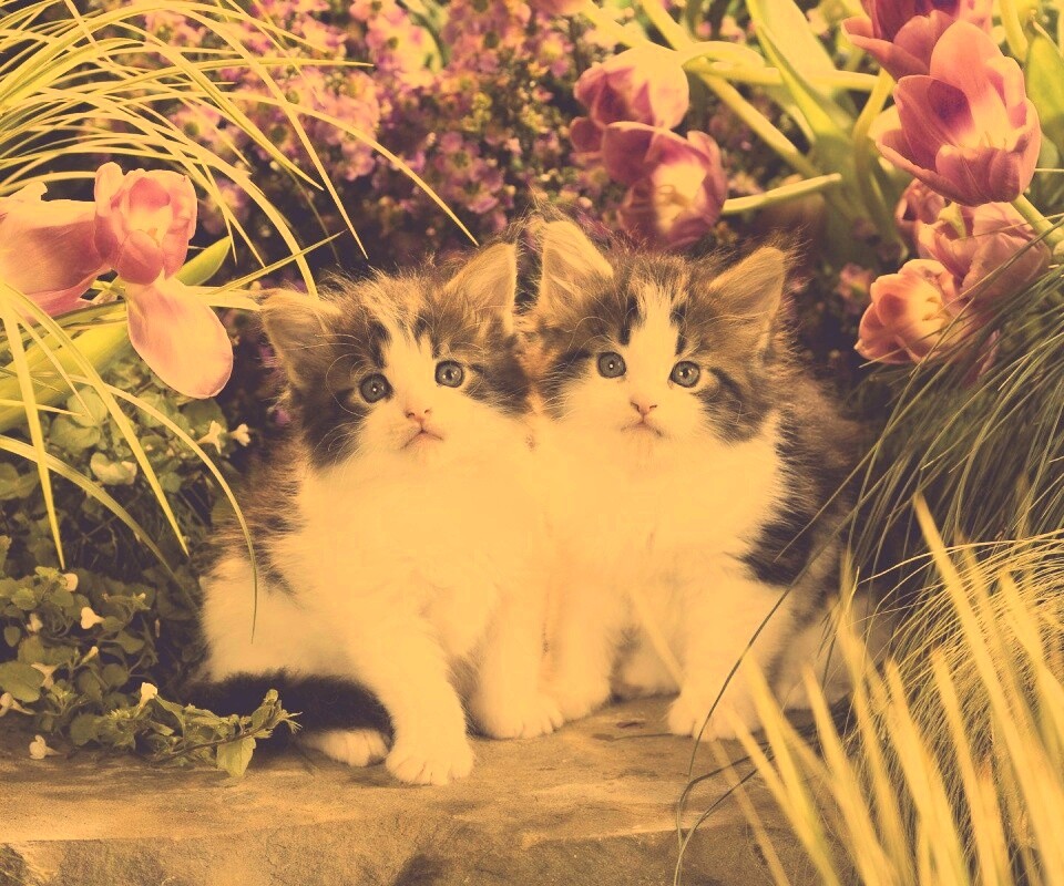 Котята в цветах обои
