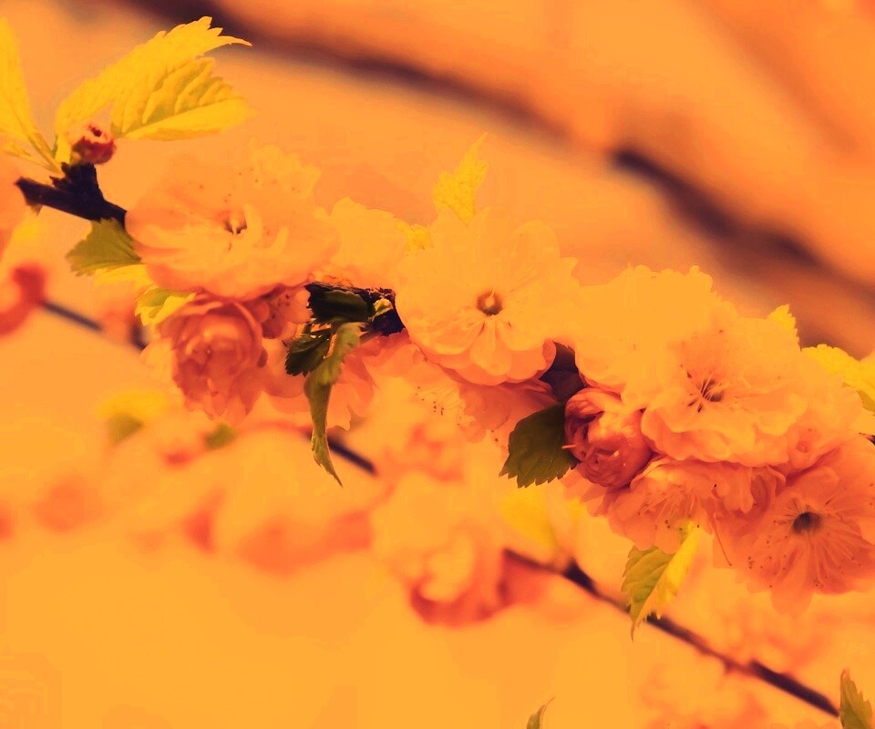 Ветка с цветами обои