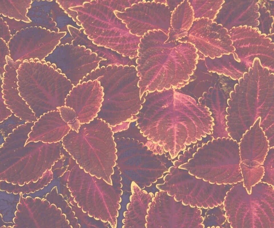 Красные листья обои