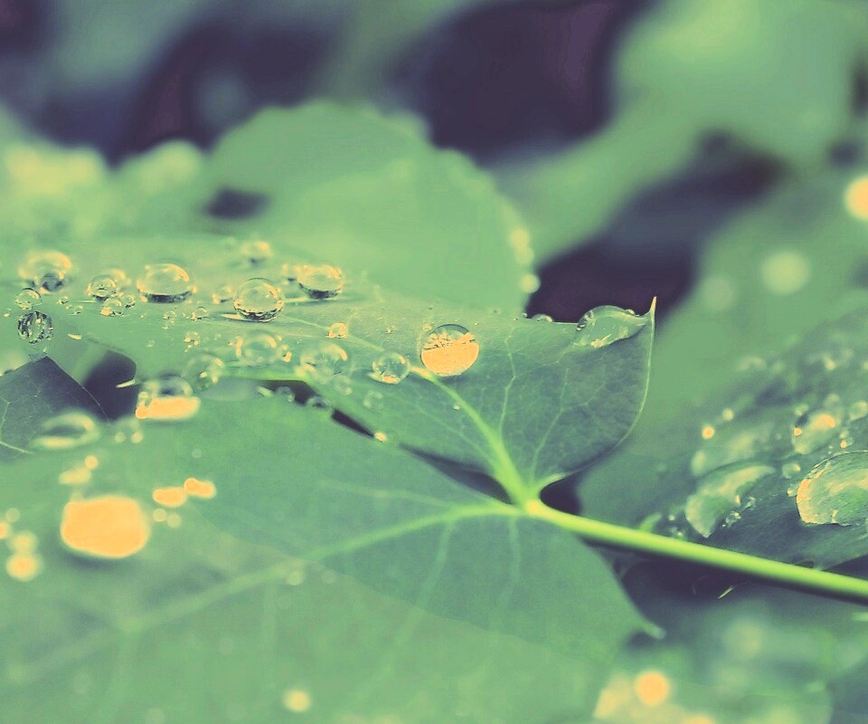 Синеватый лист обои