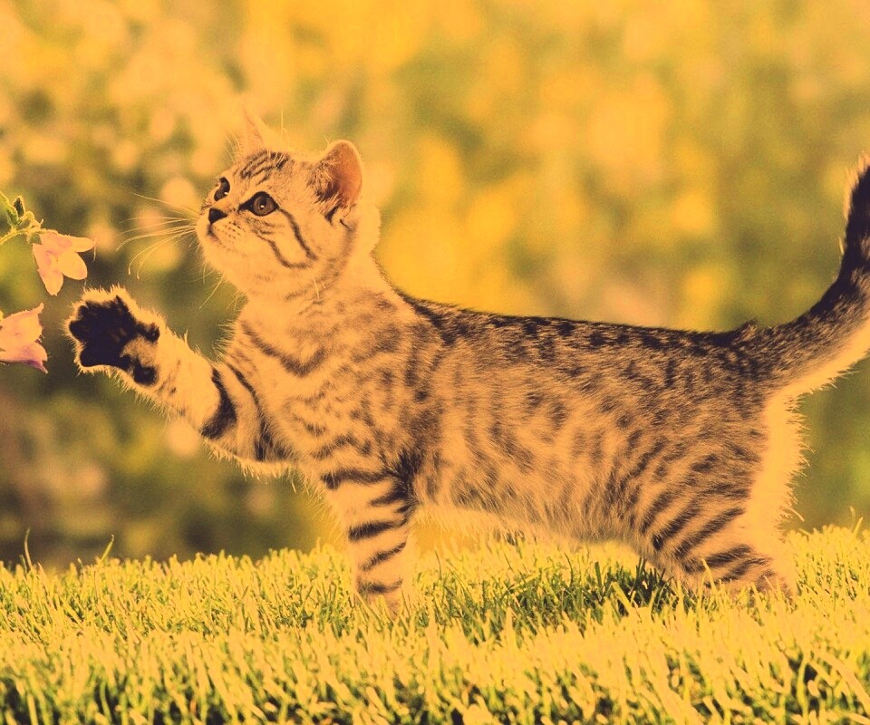 Котенок играет с цветами обои