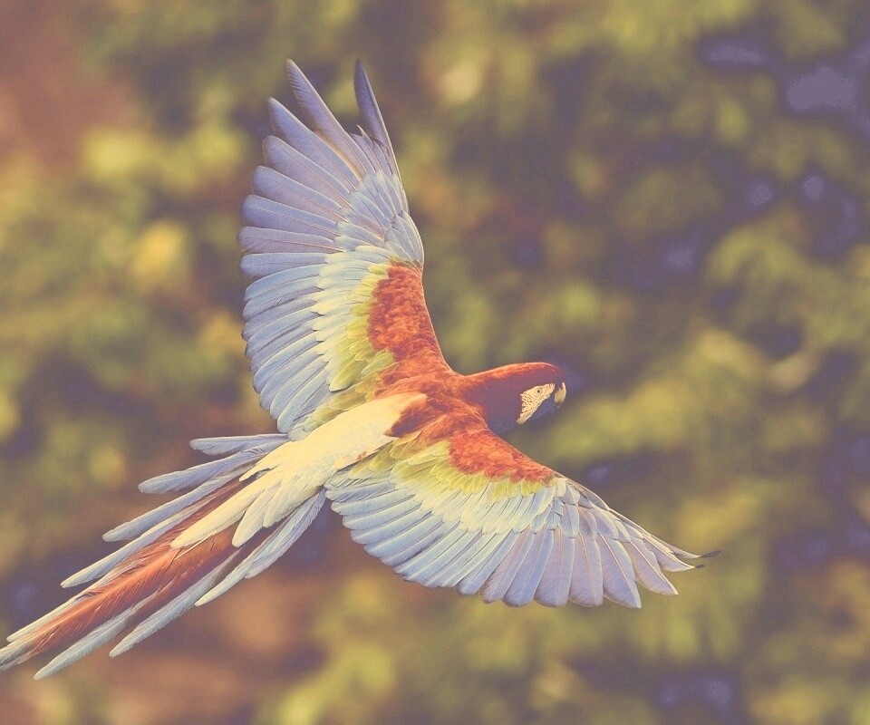 Полёт попугая обои