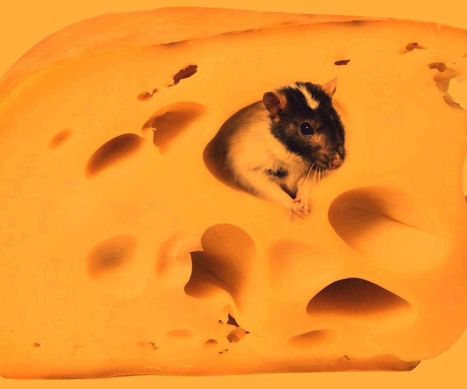 Мышка в сыре обои