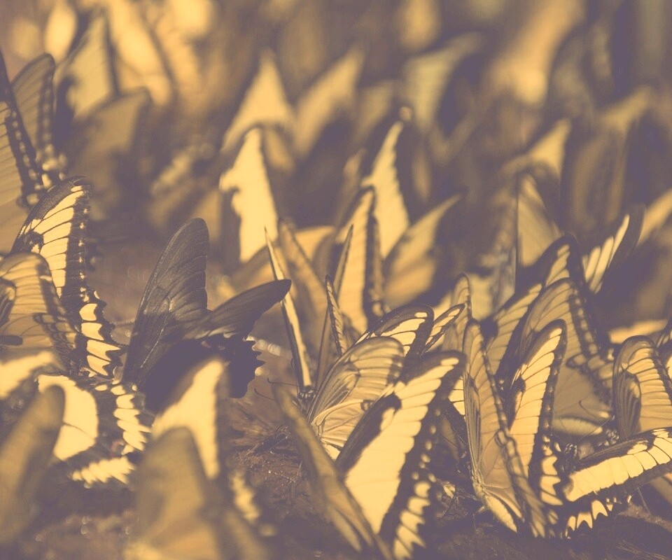 Стая бабочек обои