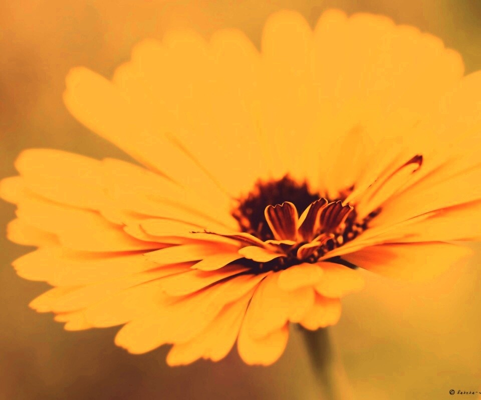 Желтый гербер обои