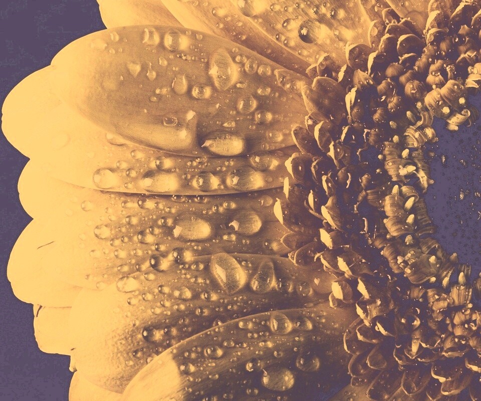 Капли на лепестках гербера обои