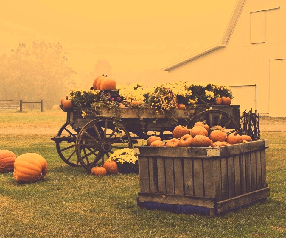 Урожай тыков обои