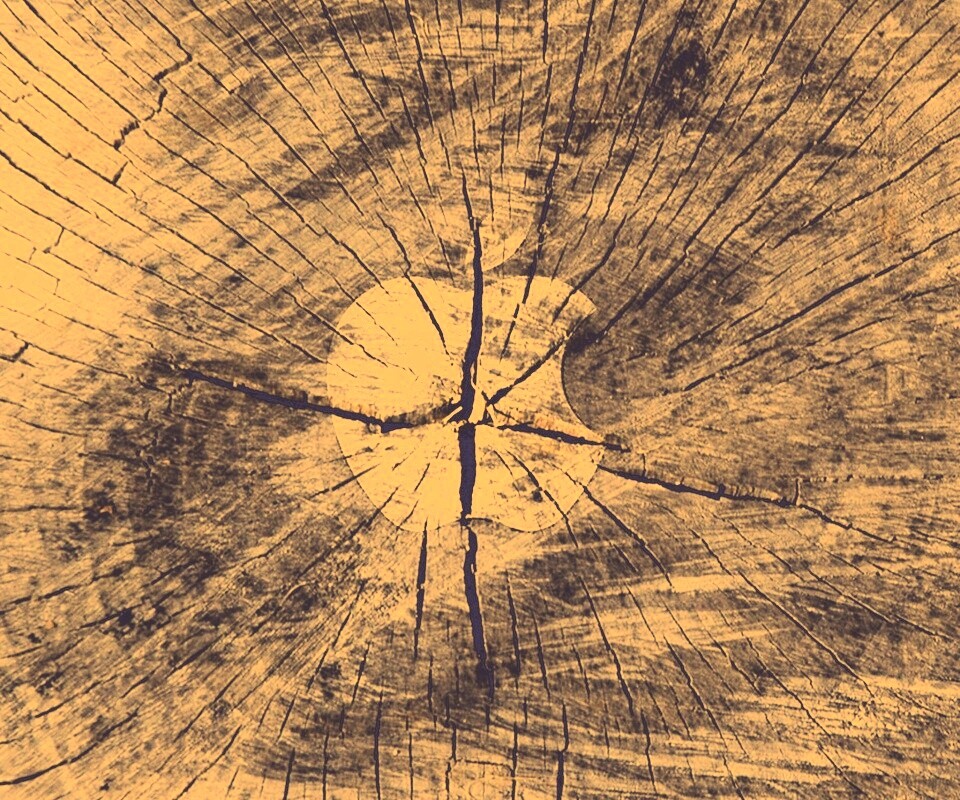 Логотип Apple на бревне обои