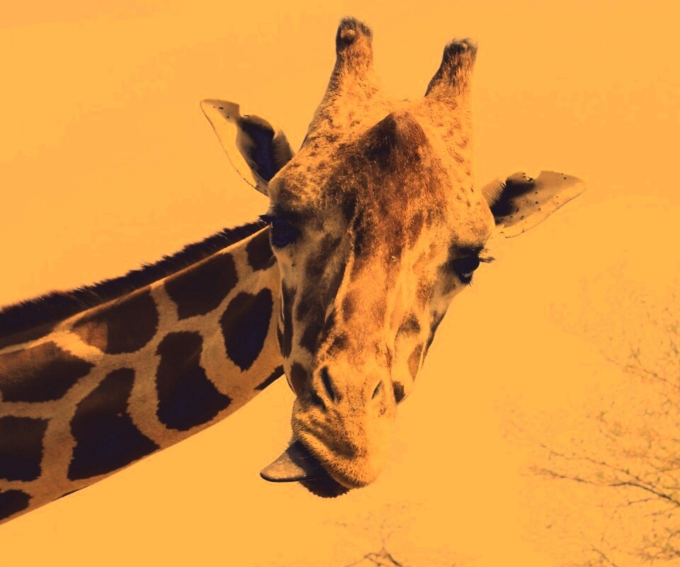 Жираф показывает язык обои