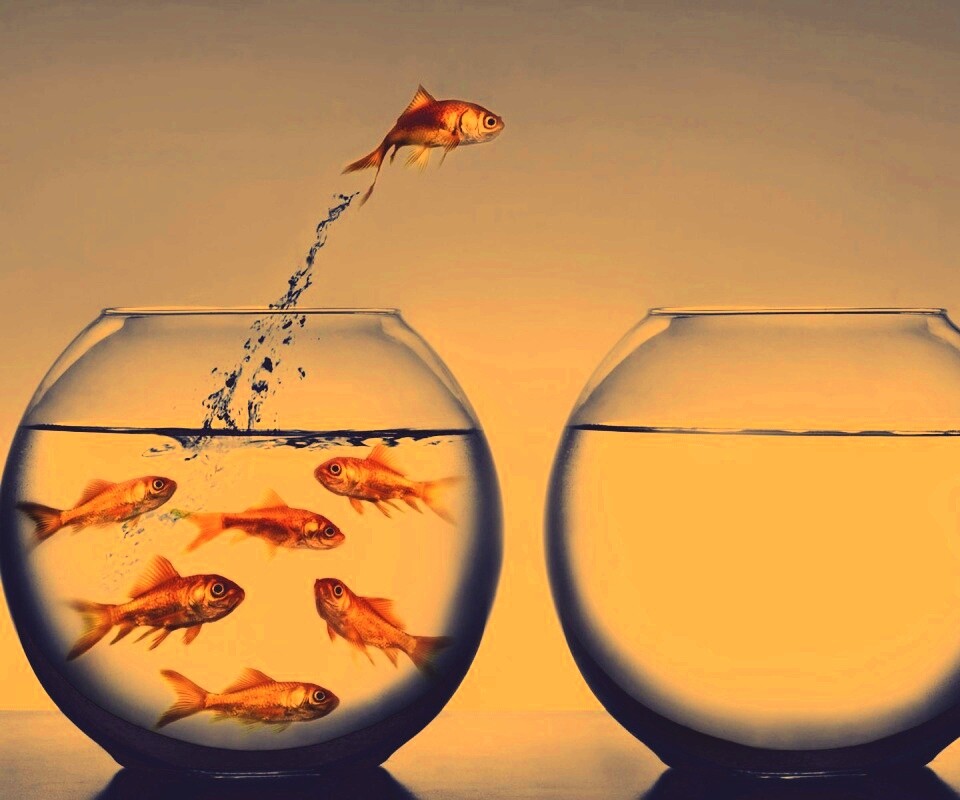 Побег рыбки обои