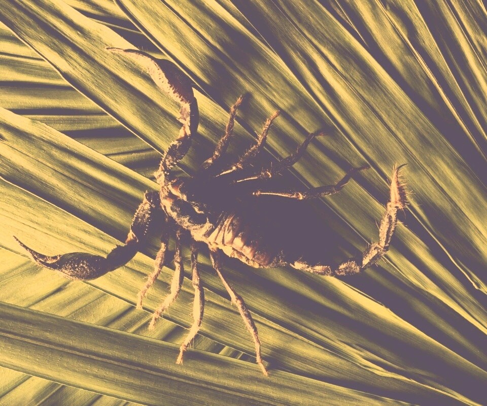 Скорпион на траве обои