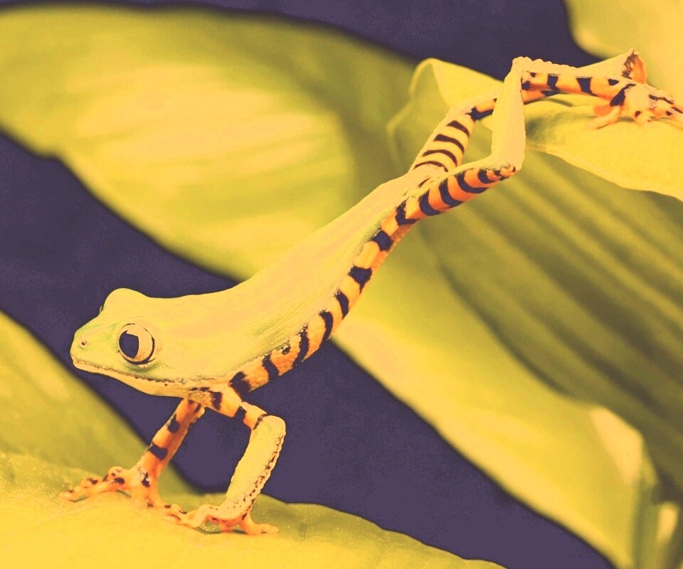 Лягушка переползает с листа на лист обои