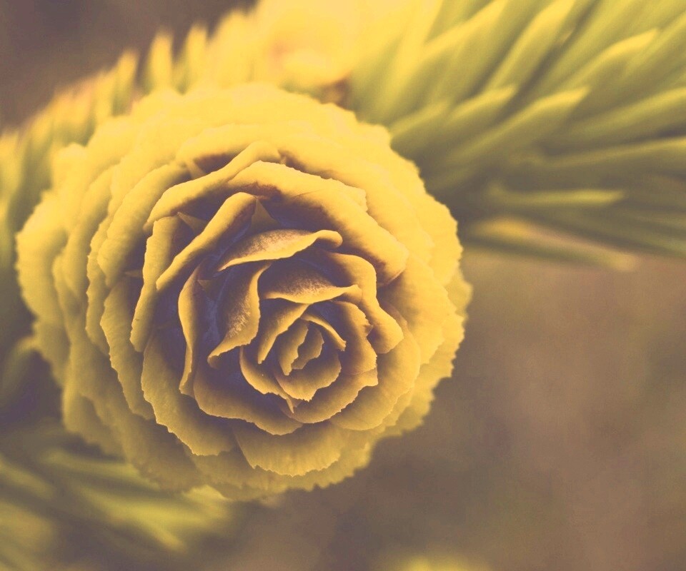 Молодая шишка обои