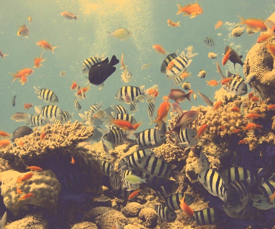 Жизнь в корраловом рифе обои