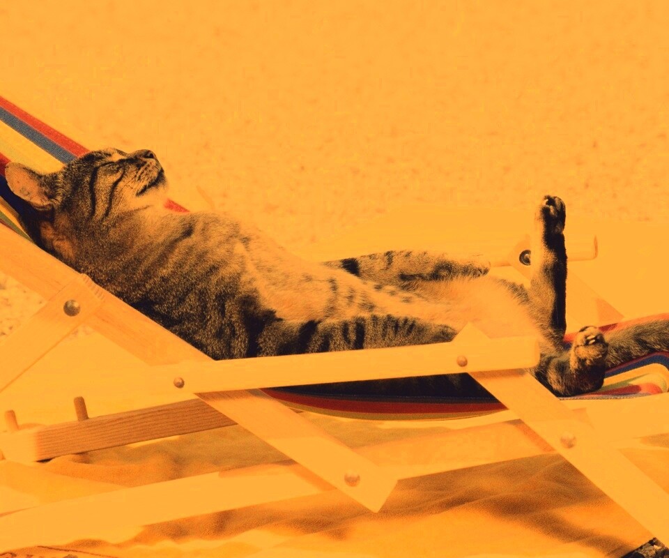 Кот в отпуске обои