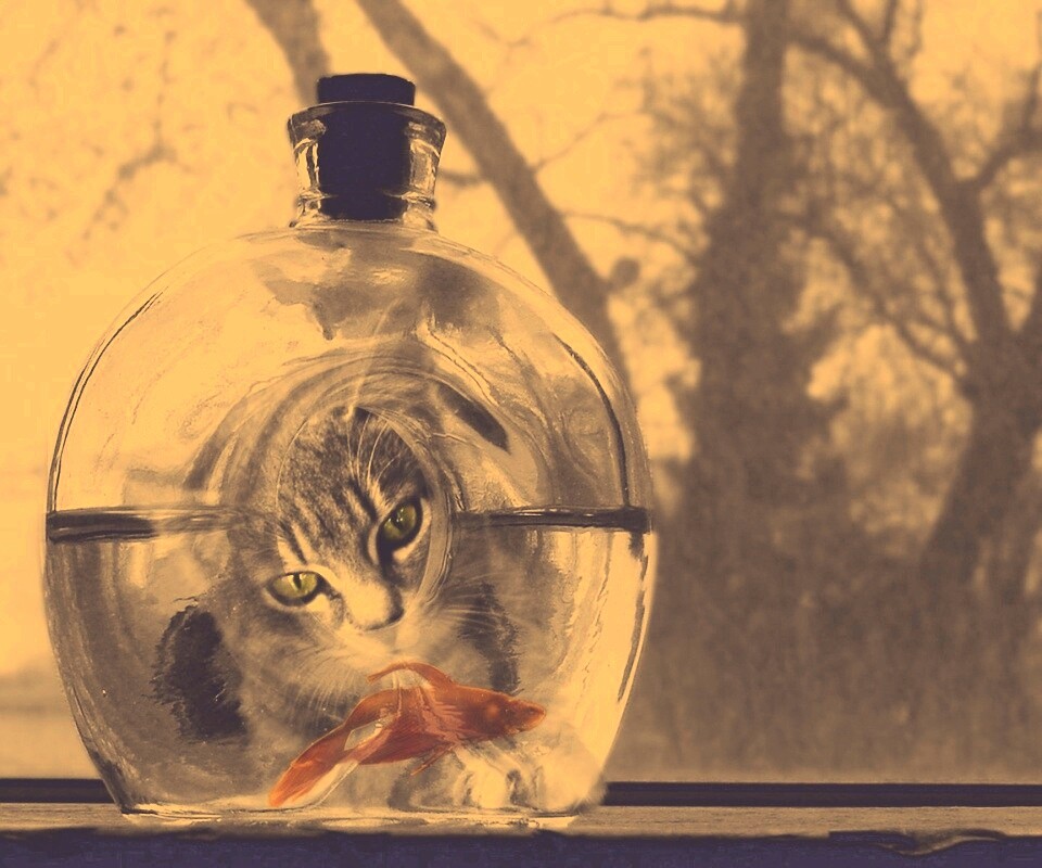 Кот наблюдает за рыбкой в бутылке обои