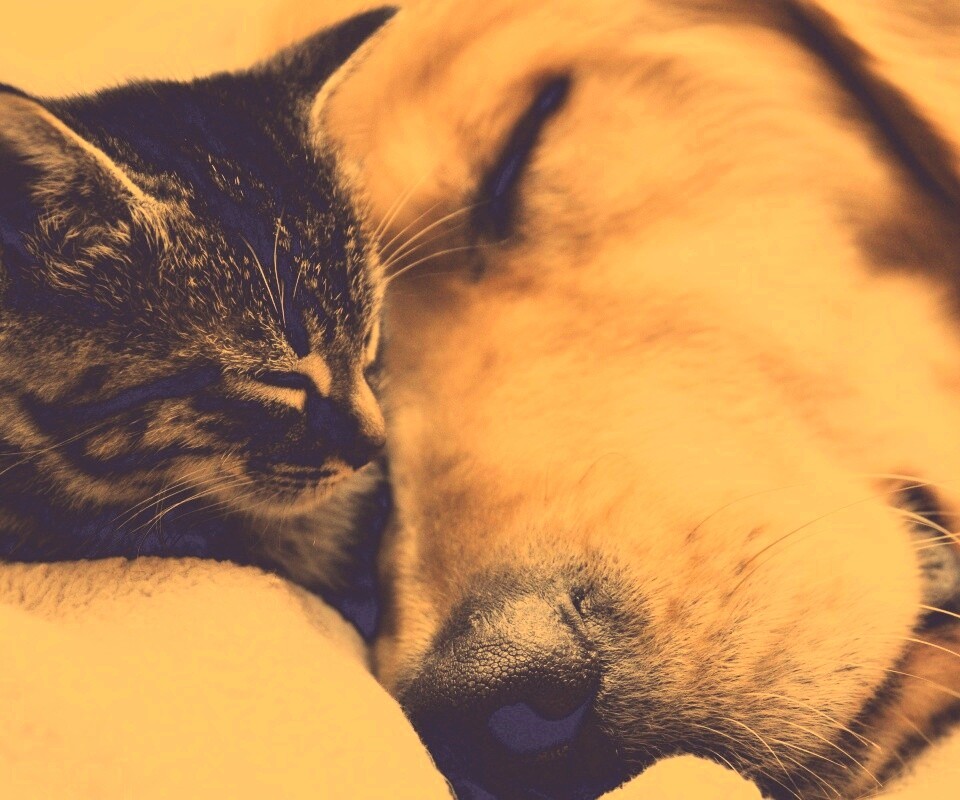Кошка спит с собакой обои