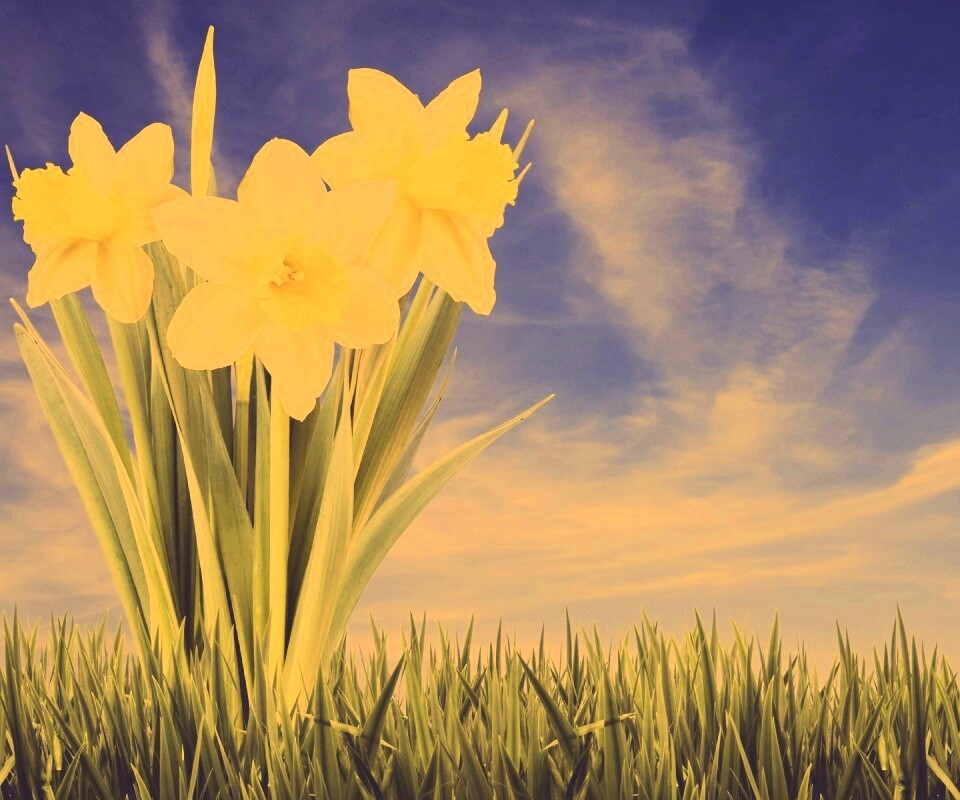 Букет цветов в траве обои