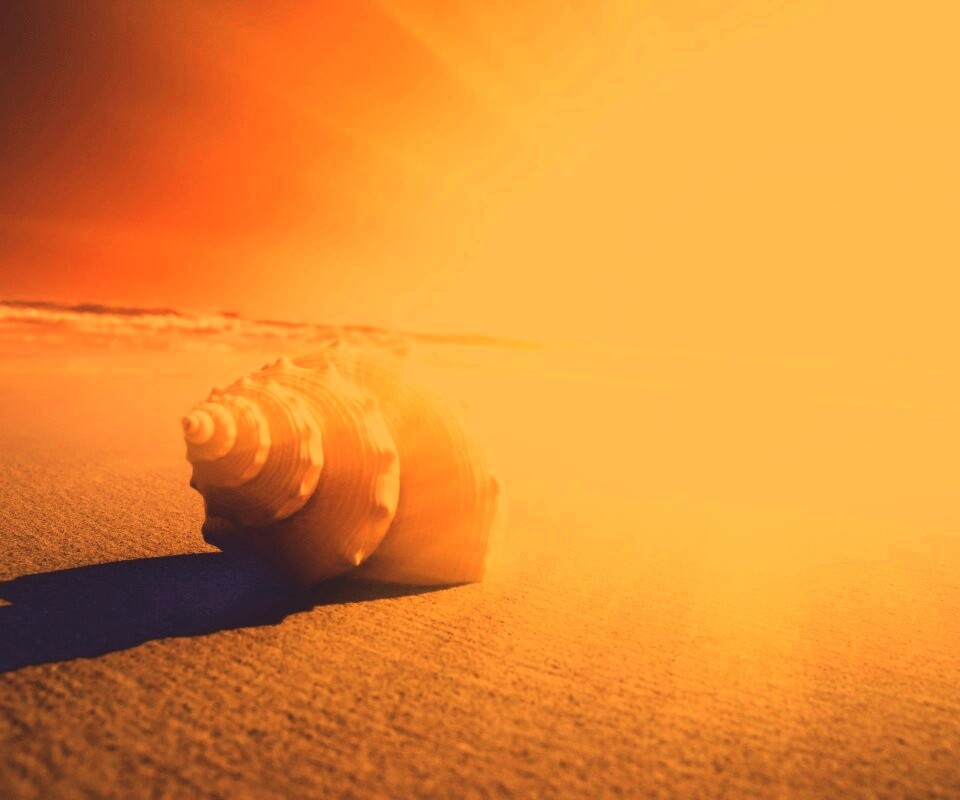 Золотистая ракушка обои