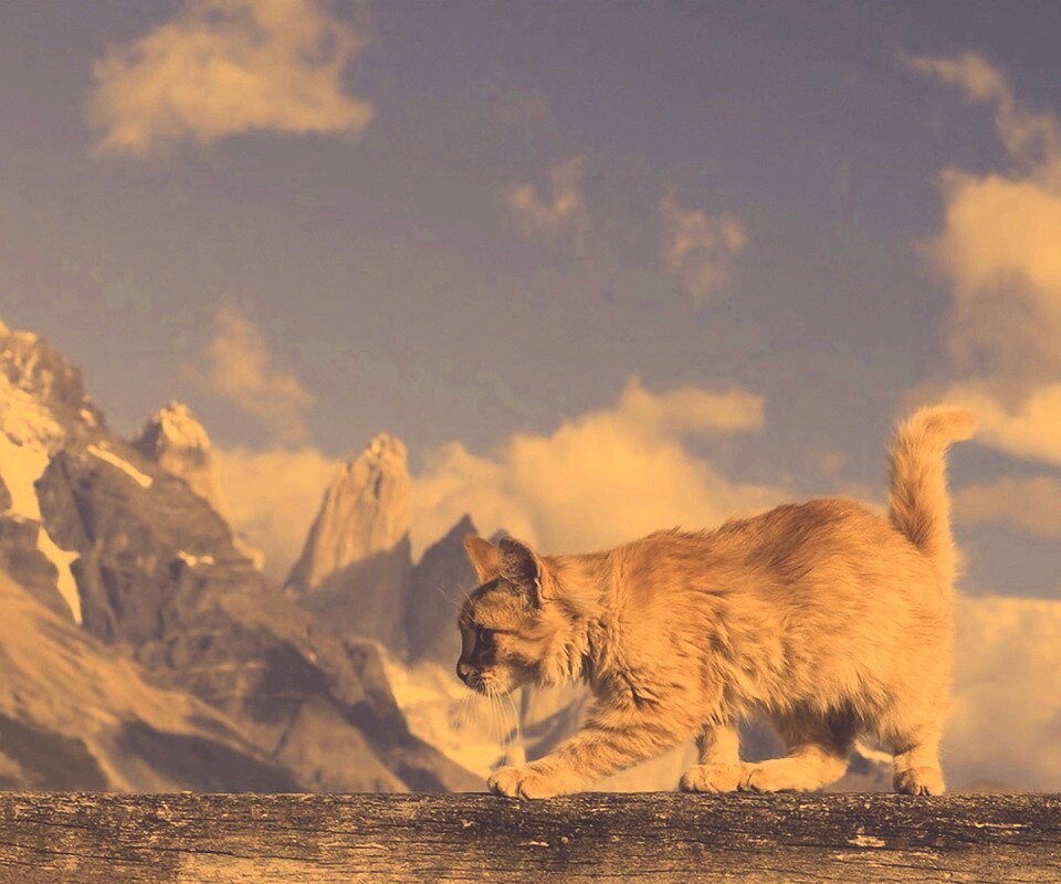 Рыжий котик в горах обои