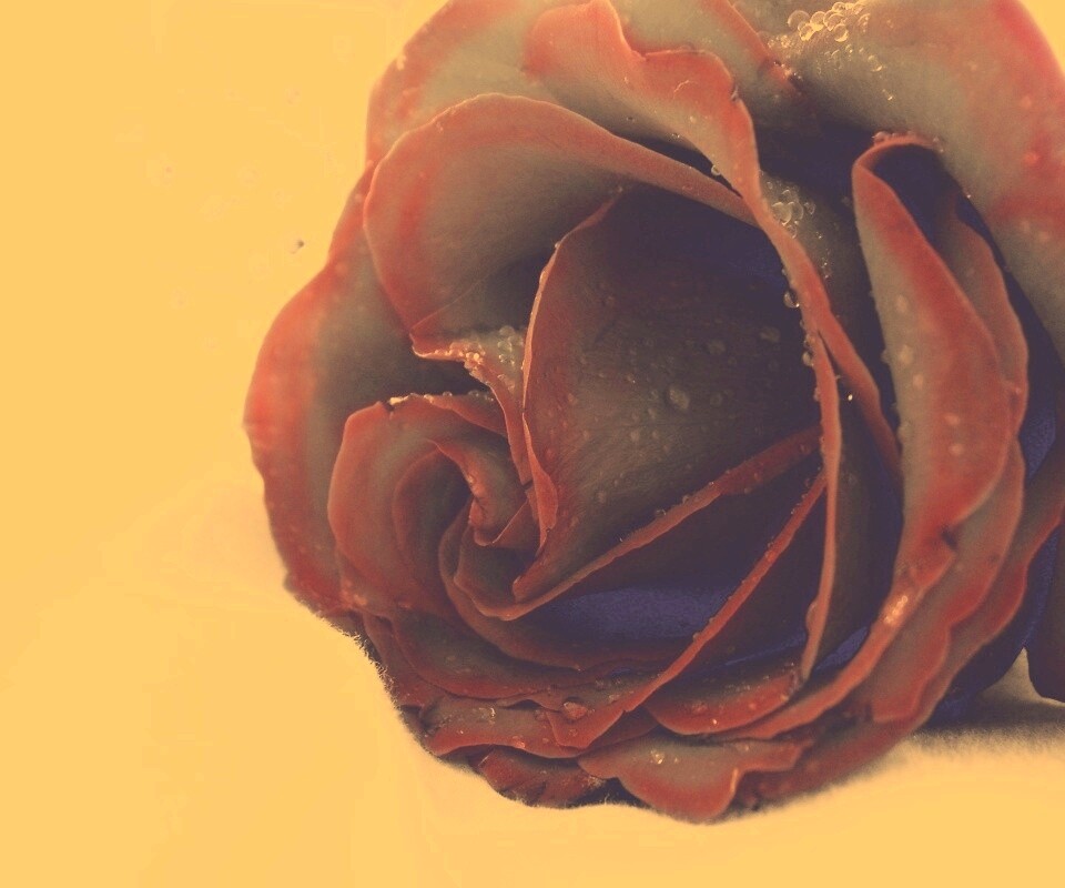 Чернеющая роза обои