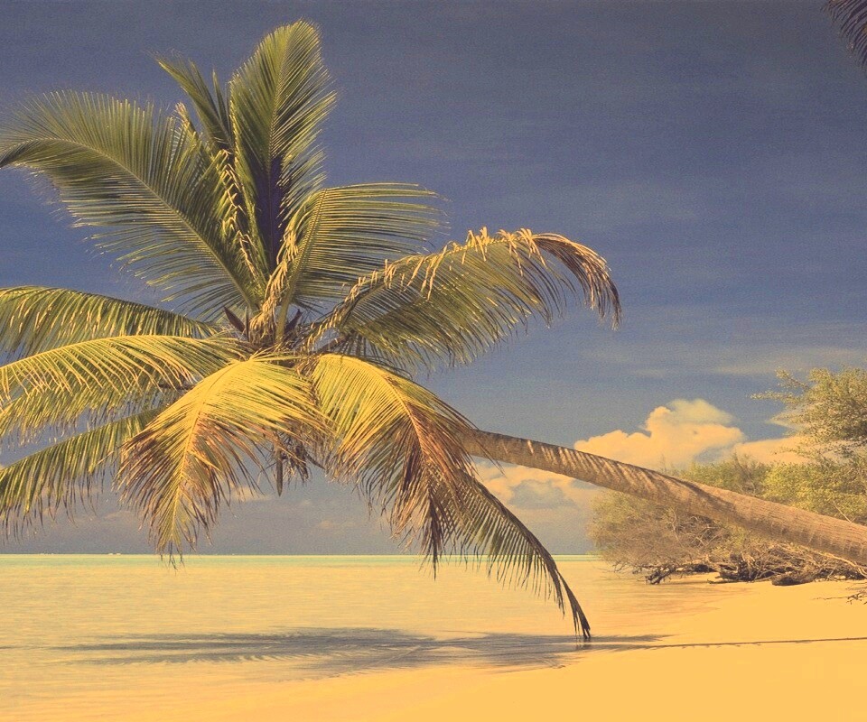 Пальма над водой обои