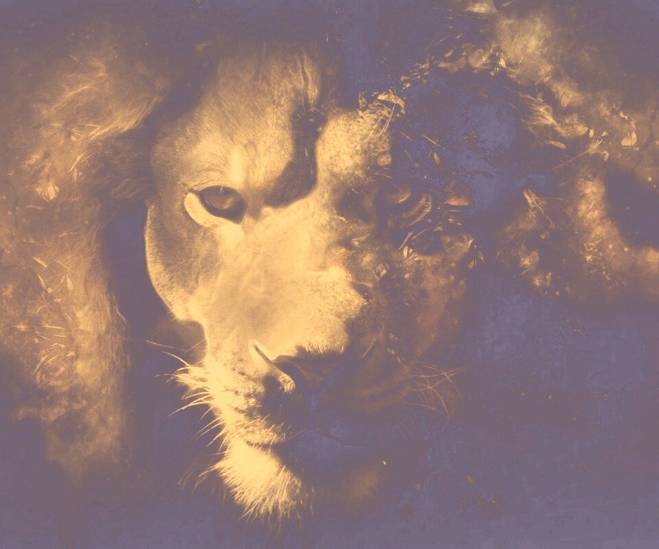 Фас льва обои