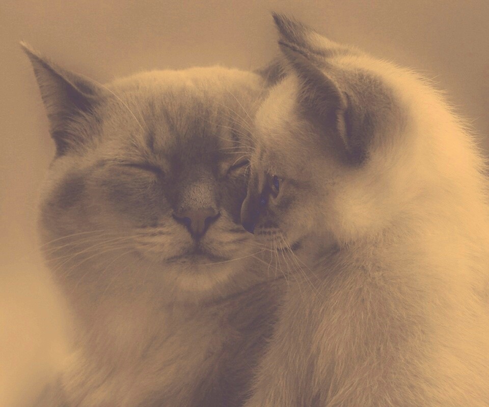 Кошка с котенком обои