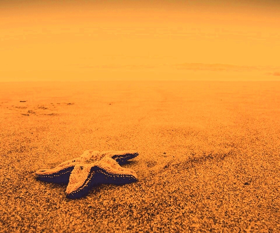 Морская звезда на бесконечном пляже обои