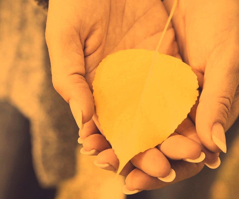 Осенний лист в руках обои