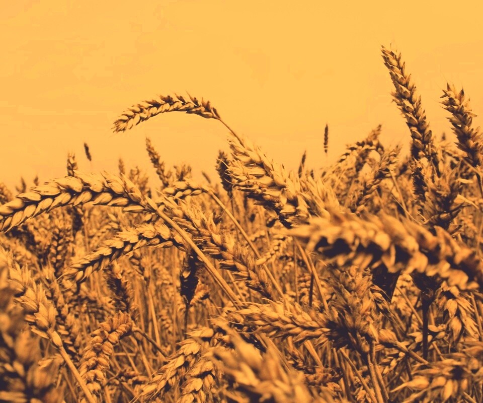 Пшеничные колосья обои
