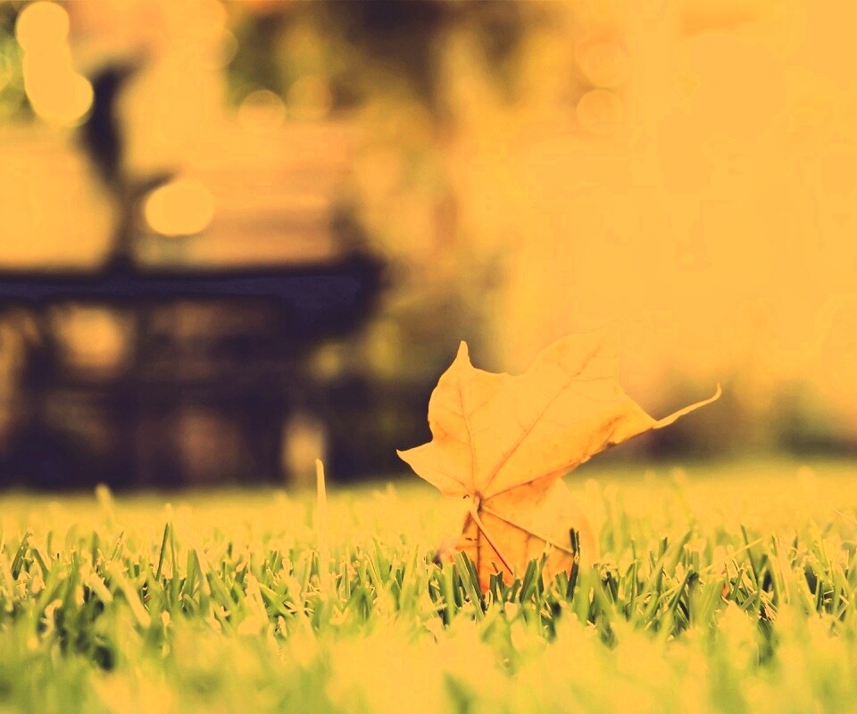 Зеленый лист на траве обои