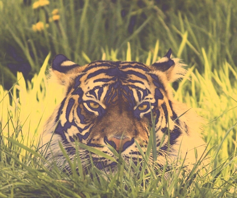 Морда тигра в траве обои
