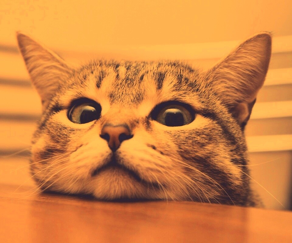 Любопытный котейка обои