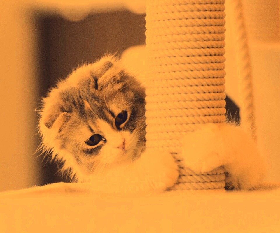 Пушистая кошка с когтеточкой обои