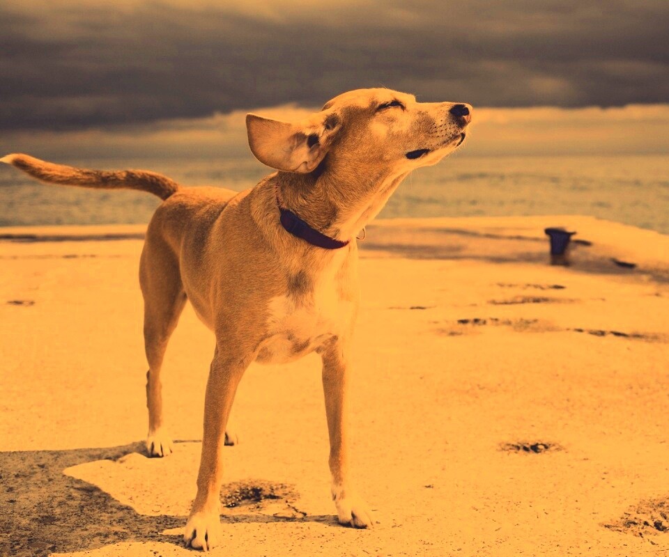 Собака на пирсе обои