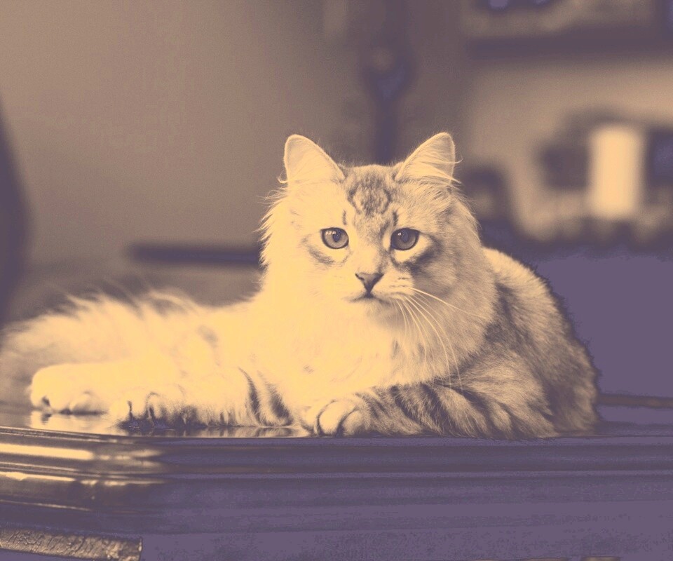 Кот благородных кровей обои