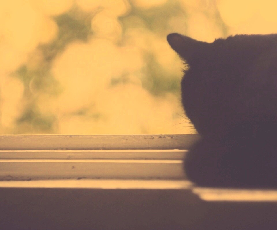Дремлющий на окне черный кот обои